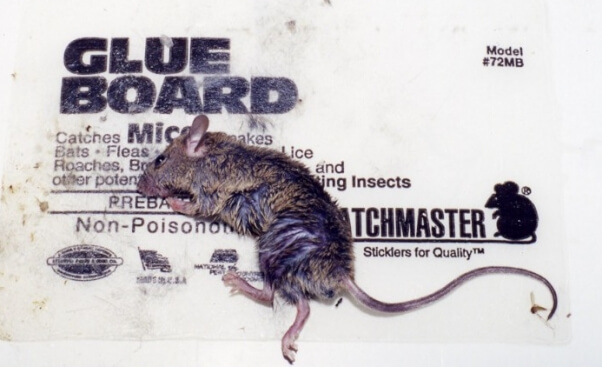 Mouse on Glue Trap