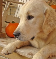 dog outside on porch with pumpkin