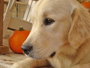dog outside on porch with pumpkin