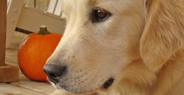 dog outside on porch with pumpkin