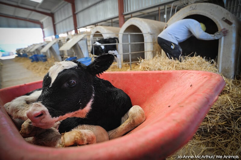 Baby-Cow-in-Wheelbarrel-JM