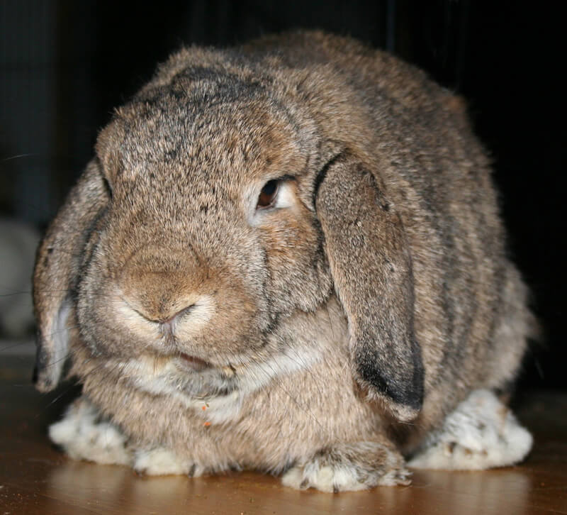 9 Reasons Why You Shouldn't Buy a Bunny 