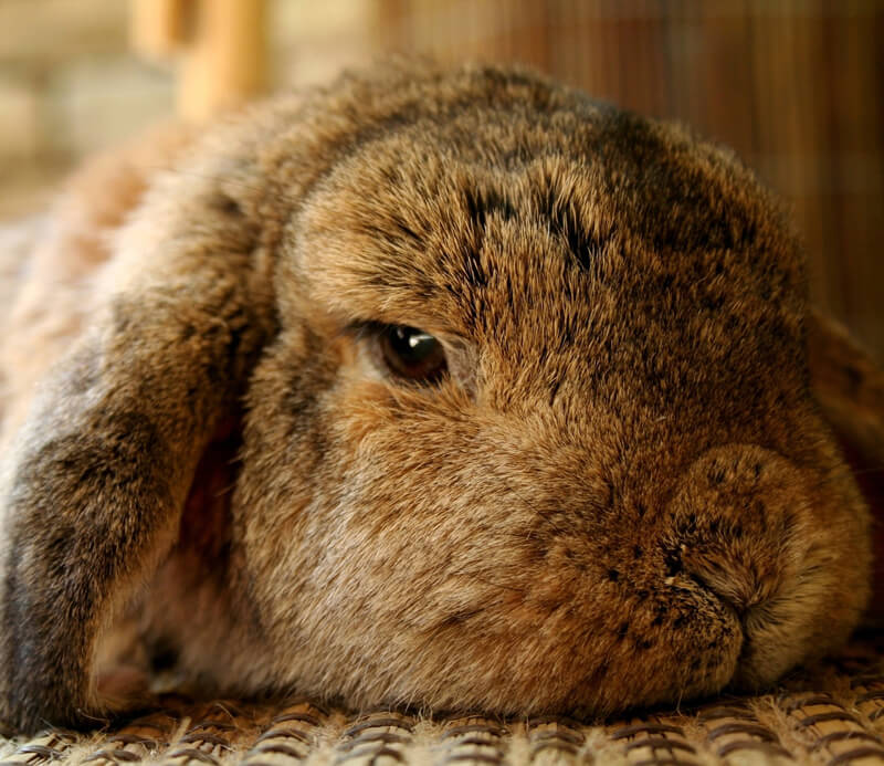 rabbits killed for experiments