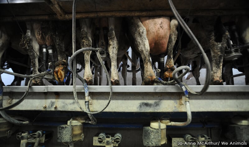 Cows-on-Dairy-Farm