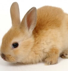 beige and red baby bunny