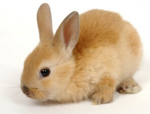 beige and red baby bunny