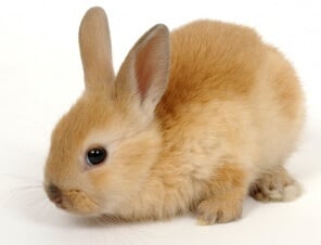 10 Reasons Why You Should Never Buy a Rabbit