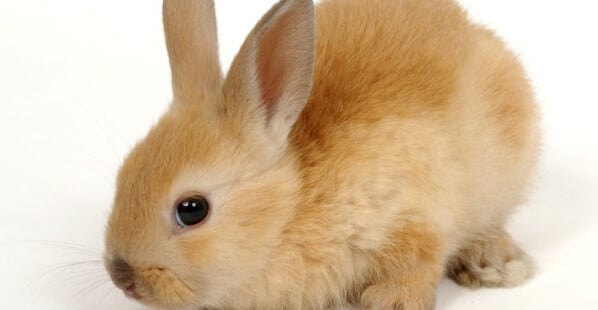 beige and red baby bunny