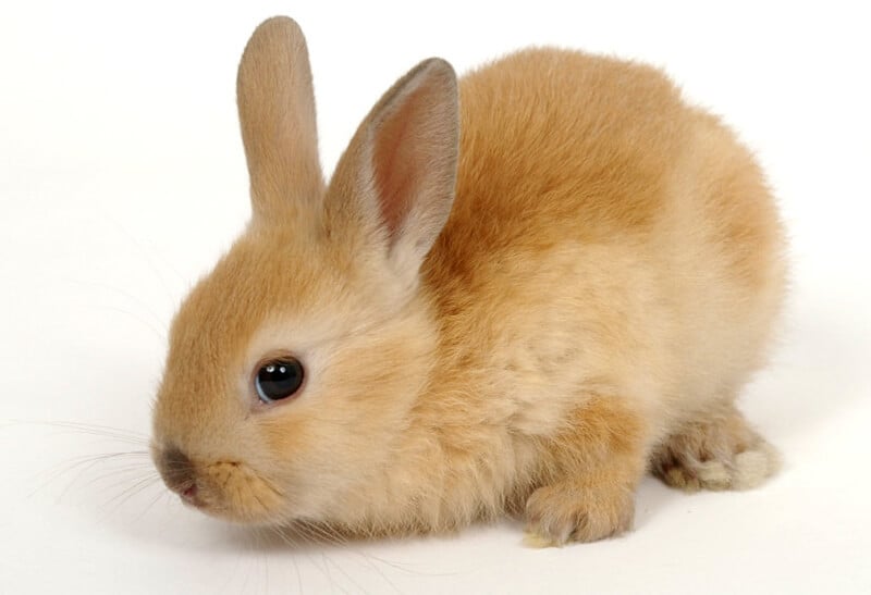 dwarf rabbits for sale melbourne