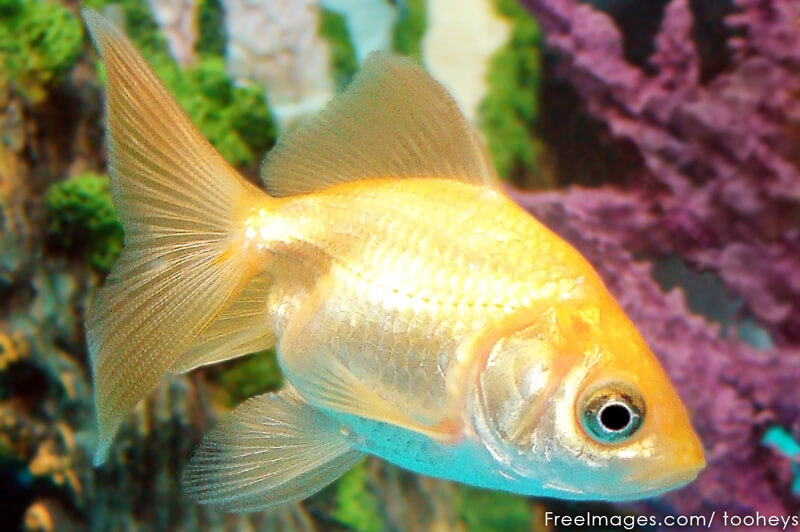 Gold-Fish-Companion-Animal