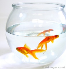 Where Do Fish in Pet Stores Come From?