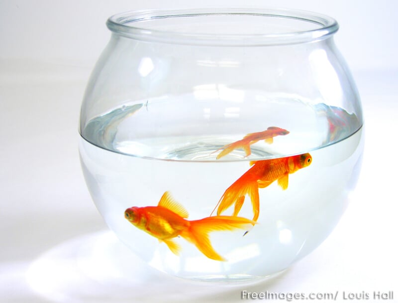 Gold-Fish-in-Bowl