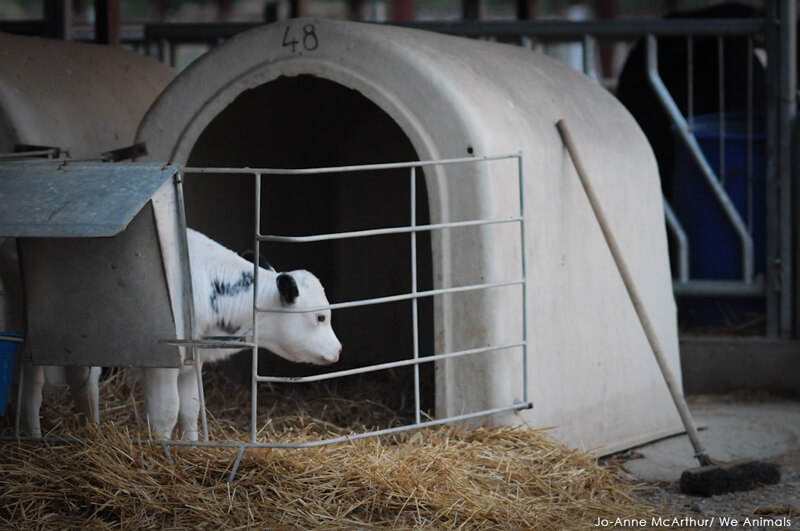 Male-Veal-Calf-Jo-Anne-McArthur-Smaller