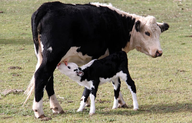 5 Ways Drinking Milk Hurts Cows | PETA Kids