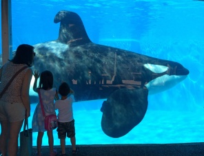7 Horrible Things That Can Happen to You at SeaWorld