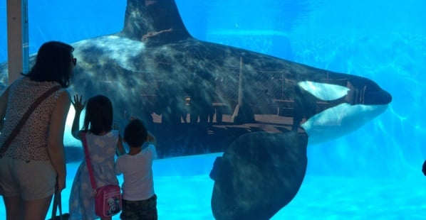 7 Horrible Things That Can Happen to You at SeaWorld