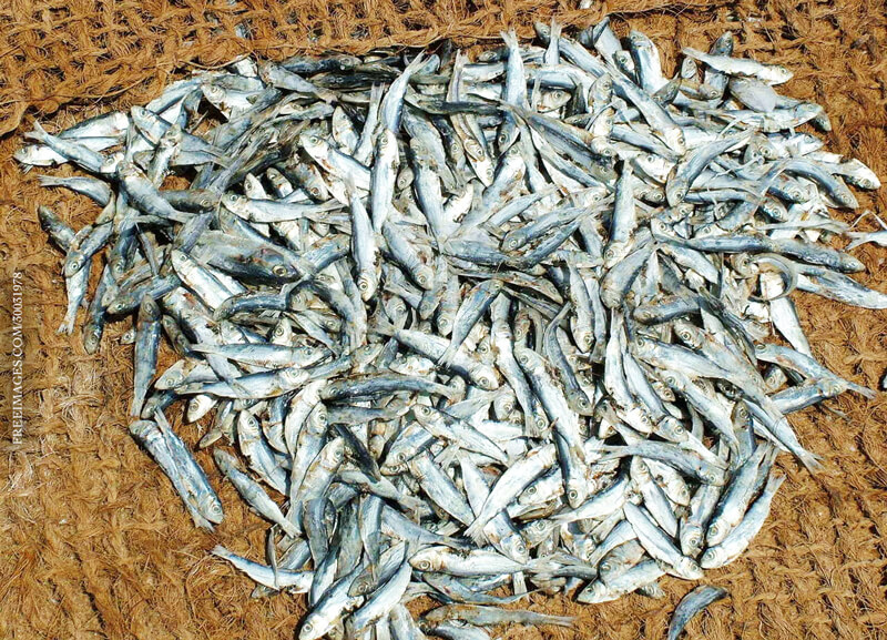 Dead-Fish-Sardines