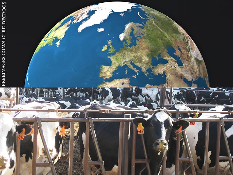 Earth-and-Cows