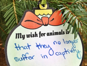 My New Year’s Wish for Animals Is …
