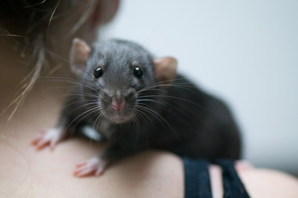 gray rat on girl's shoulder