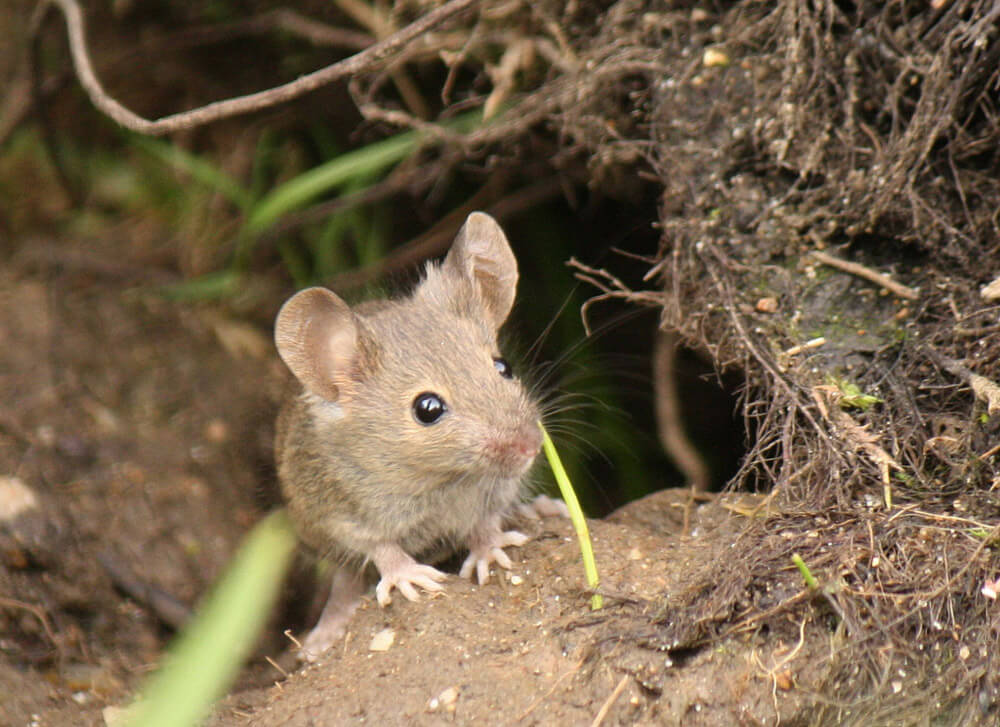 Wood mouse