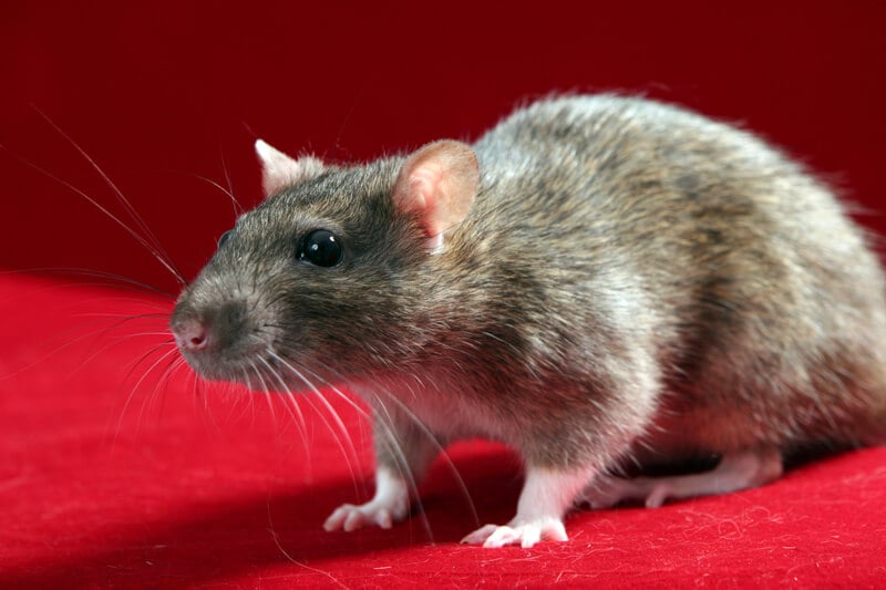 Rat-on-Red-Carpet