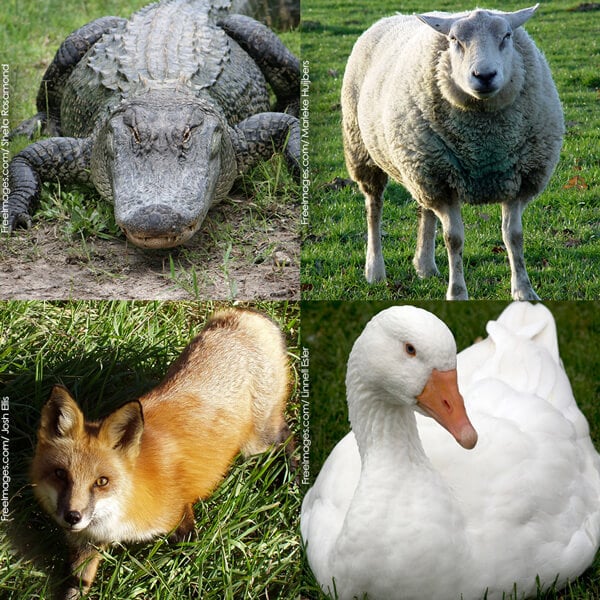 Quiz: Whose Skin Are You In? | PETA Kids Quiz: Whose Skin Are You In? | PETA Kids