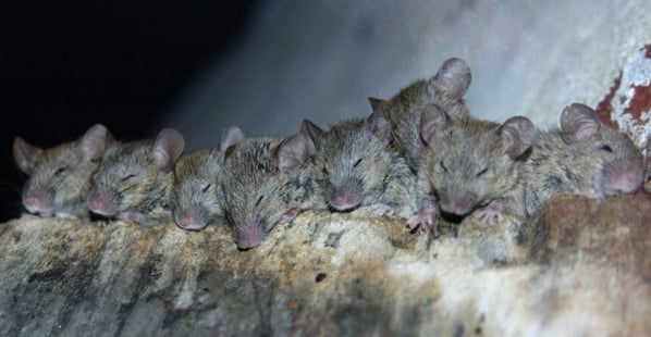 12 Fascinating Facts About Mice and Rats