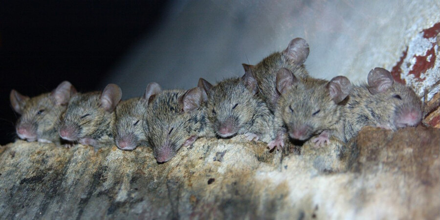 Sleeping-Mice