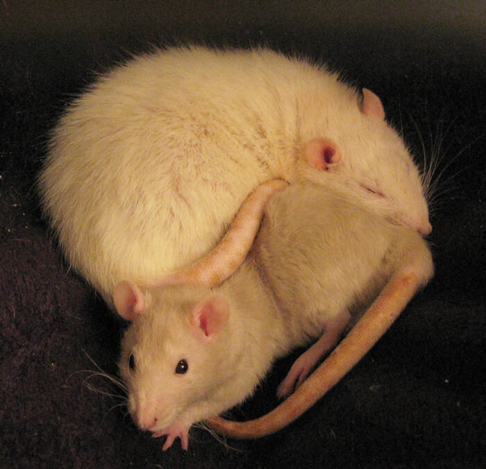 Snuggling-Rats