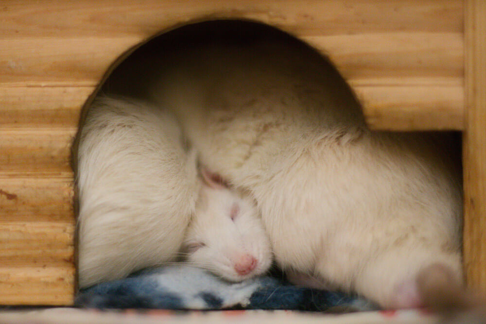 white rats sleeping