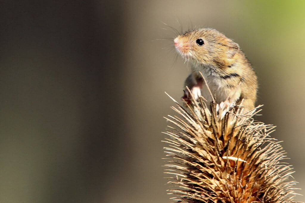 mouse on bush outside