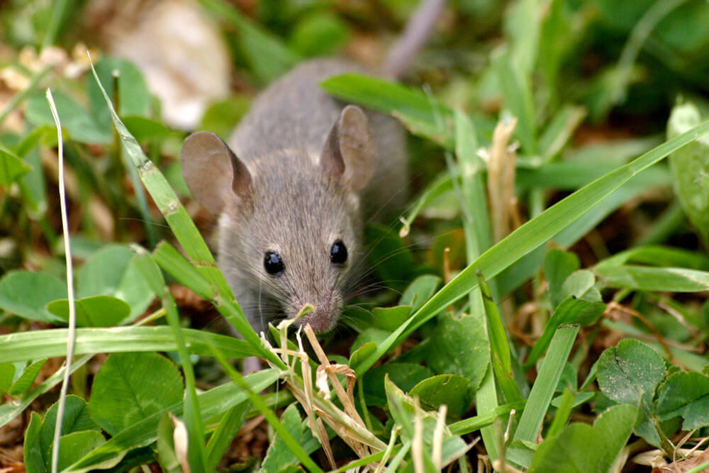 mouse in the grass