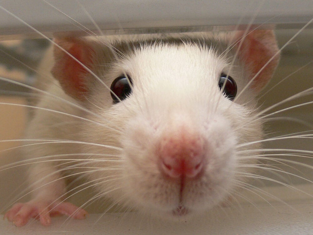 white rat up close