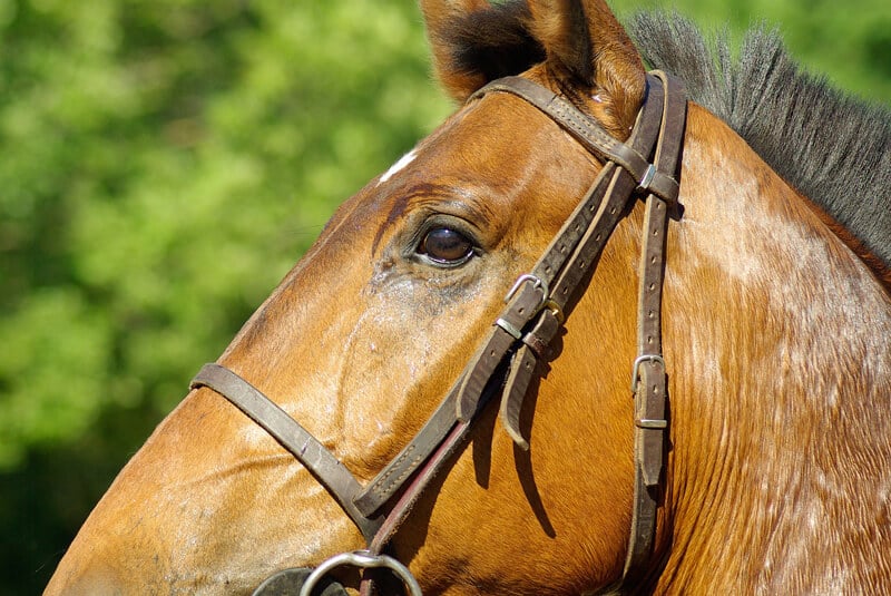 5 Reasons Why Horse Racing is Cruel | PETA Kids 5 Reasons Why Horse Racing is Cruel | PETA Kids