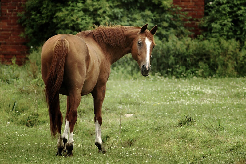 Horse-on-Grass