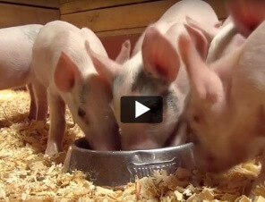 Little Bitty Piggies Rescued From Neglect