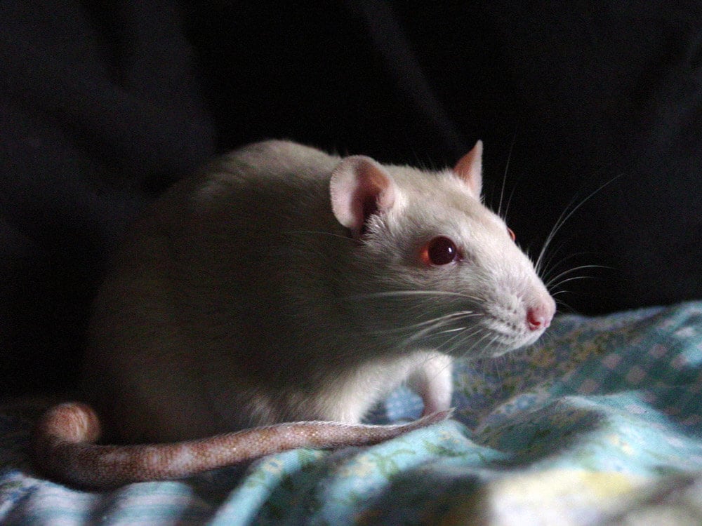 white rat indoors