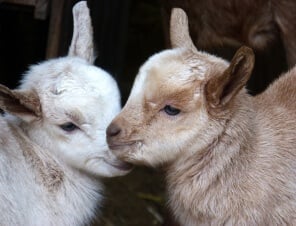 12 Reasons to Stay Away From Goat’s Milk