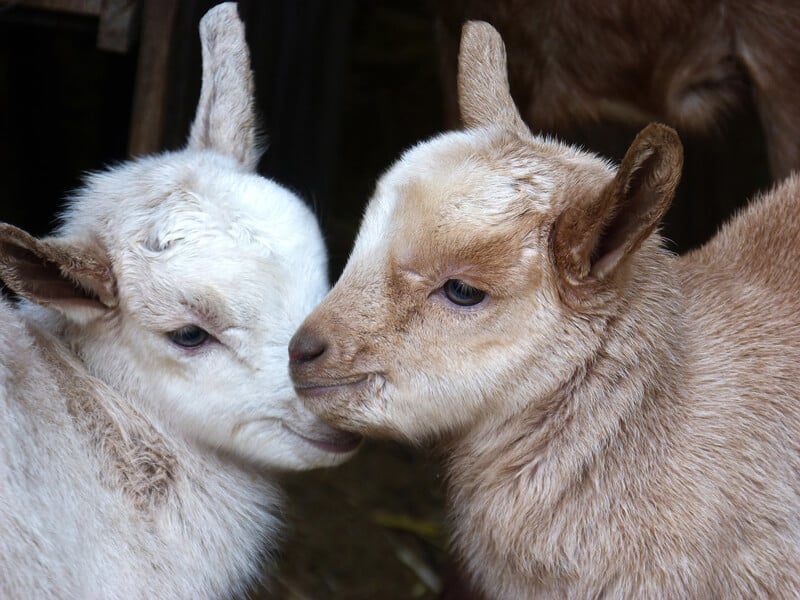 Baby-Goats