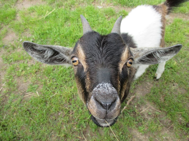 Goat-Face-Close-Up