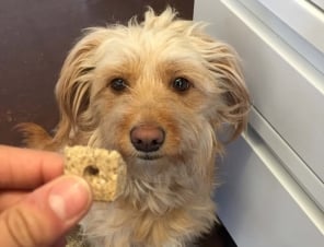jovie dog treat