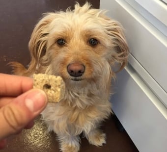 jovie dog treat