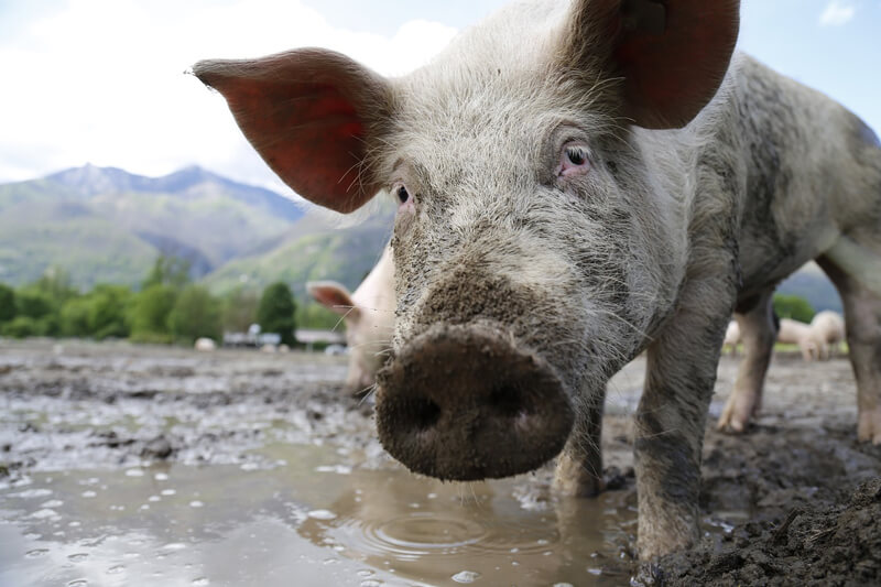 Pig-in-Mud