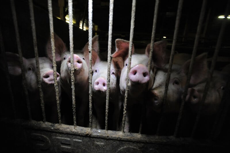 Pigs-in-Factory-Farm