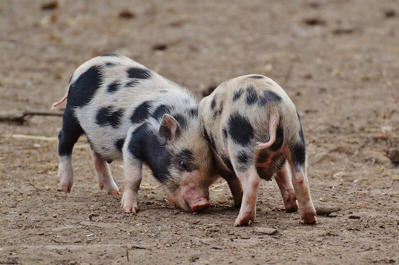 Playful-Baby-Pigs