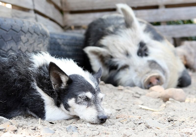 Sleeping-Pig-and-Dog