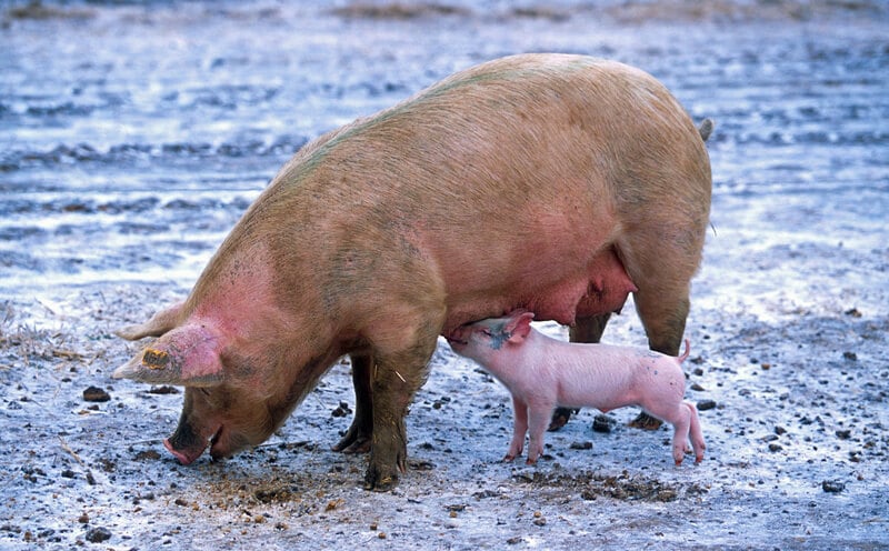 Sow-and-Piglet