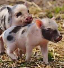 13 Reasons to Keep Bacon off Your Plate