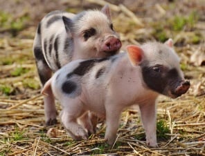 piglets